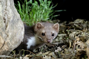 Stone Marten or Beech Marten, martes foina, Normandy