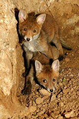 Red Fox, vulpes vulpes, Cub standing at Den Entrance, Normandy