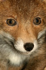 Red Fox, vulpes vulpes, Portrait of Cub, Normandy