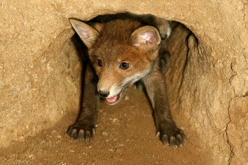 Red Fox, vulpes vulpes, Cub standing at Den Entrance, Normandy