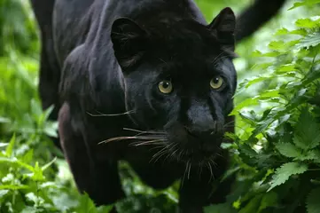 Raamstickers Black Panther, panthera pardus © slowmotiongli
