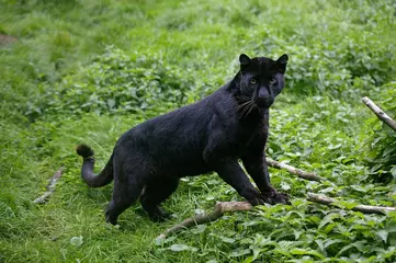 Fototapeten Black Panther, panthera pardus © slowmotiongli