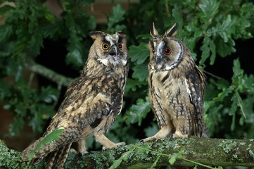 Long-Eared Owl, asio otus, Normandy