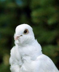 Portrait of White Pigeon