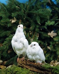 White Pigeon