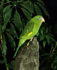 Yellow Chevroned Parakeet, brotogeris chiriri, standing on Stone