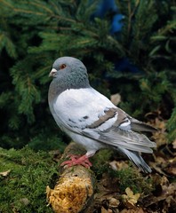 Fototapeta premium Blue Mondain Pigeon