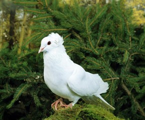 Montauban Pigeon
