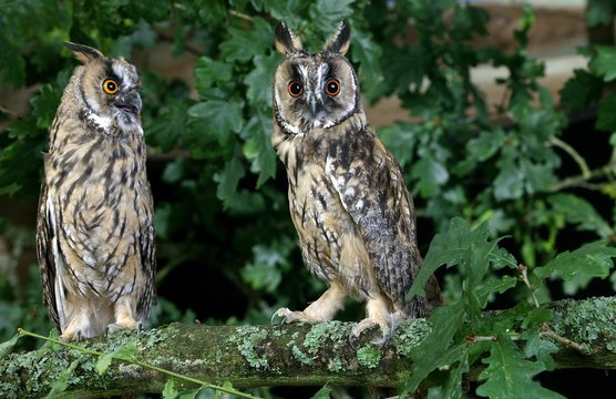 Long-Eared Owl, asio otus, Normandy
