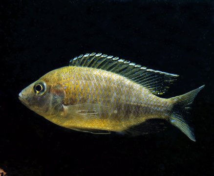 Haplochromis, haplochromis sp.