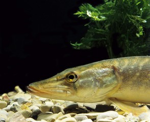 Northern Pike, esox lucius