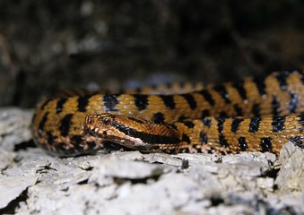 Asp Viper, vipera aspis