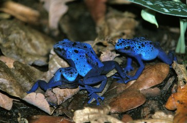 Blue Poison Frog, dendrobates azureus