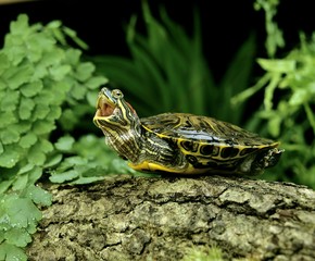 Red-Eared Terrapin,btrachemys scripta elegans