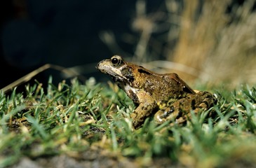 Common Frog, rana temporaria