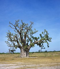 Baobab in Senegal