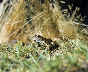 Common Frog, rana temporaria