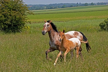Appaloosa Horse, Mare with Foal