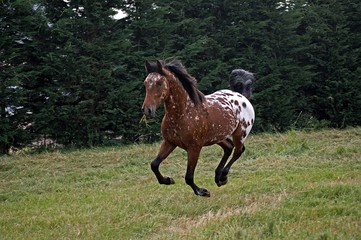 Appaloosa Horse Galloping