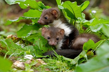 Young Stone Marten or Beech Marten, martes foina, Normandy