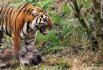 Siberian Tiger, panthera tigris altaica, Adult with a Kill, a Wild boar, Snarling in Defensive Posture