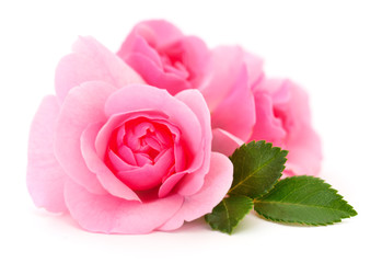 Fototapeta premium Beautiful pink roses.