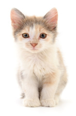 Kitten on white background.
