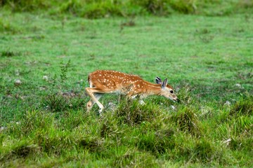 White-Tailed Deer, odocoileus virginianus, Fawn, Los Lianos in Venezuela