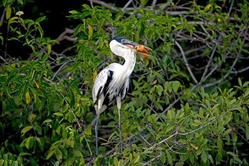 Fototapeta premium White-Necked Heron, ardea cocoi with a Fish in Its Beak, Los Lianos in Venezuela