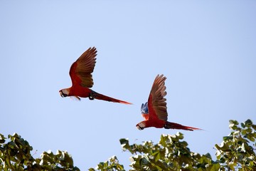 Scarlet Macaw, ara macao, pair in Flight, Los Lianos in Venezuela © slowmotiongli
