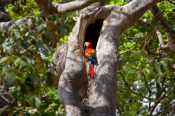 Scarlet Macaw, ara macao, Adult at Nest, Los Lianos in Venezuela © slowmotiongli