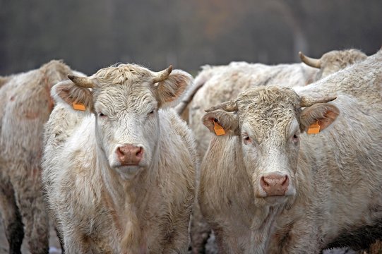 Charolais Domestic Cattle in Normandy