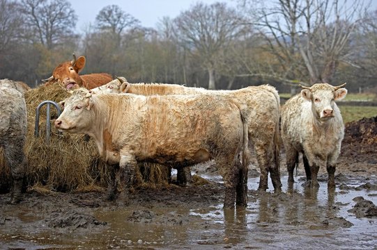 Charolais and Limousin Domestic Cattle in Normandy