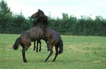 English Thoroughbred, Stallions fighting