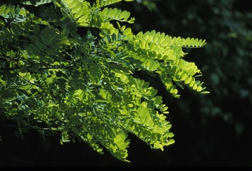 Branch of Acacia Tree in Normandy