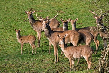 Eld's Beer or Brown-Antlered Deer, cervus eldii, Herd