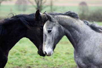 Obraz premium Grey English Thoroughbred and Bai French Trotter, Yearlings
