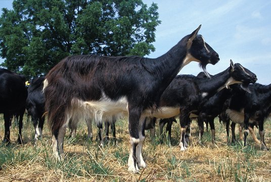 Poitevine Goat, a French Domestic Goat Breed