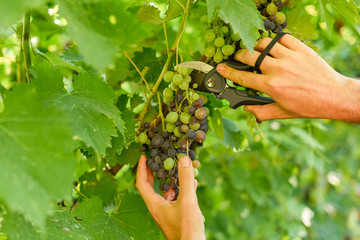 Naklejka na ściany i meble Male hand holding and cutting the grape cluster with garden scissors showing the semi ripened bunch of juicy and delicious black grapes 