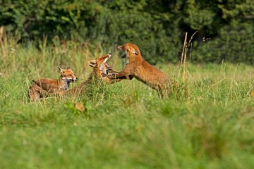 Red Fox, vulpes vulpes, Adults Fighting, Normandy