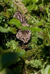 Tiger Cat or Oncilla, leopardus tigrinus