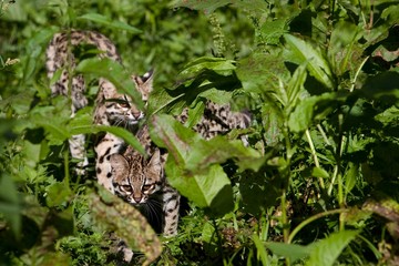 Tiger Cat or Oncilla, leopardus tigrinus, Mother and Cub