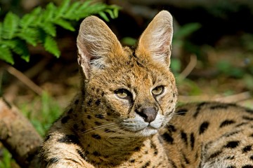 Portrait of Serval, leptailurus serval