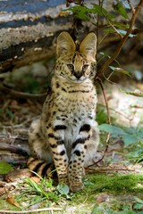 Serval, leptailurus serval