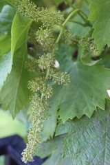 Uva verde