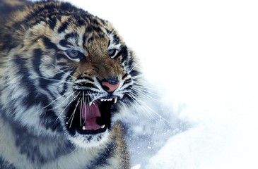 Siberian Tiger, panthera tigris altaica, Adult Snarling in Defensive Posture