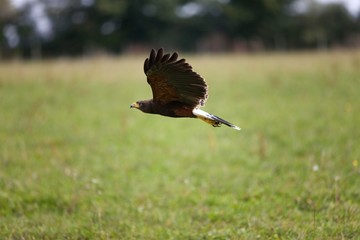 Harris Hawk, parabuteo unicinctus, in Flight