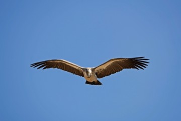 Griffon Vulture, gyps fulvus, in Flight