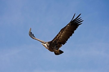 Ruppell's Vulture, gyps rueppellii, in flight, Masai Mara Park in Kenya