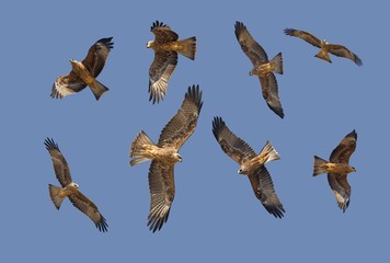 Black Kite, milvus migrans, in Flight